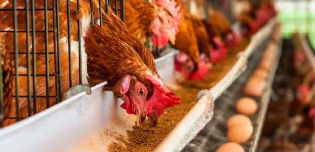 La Argentina y Chile ya comercian productos de origen aviar sin restricciones