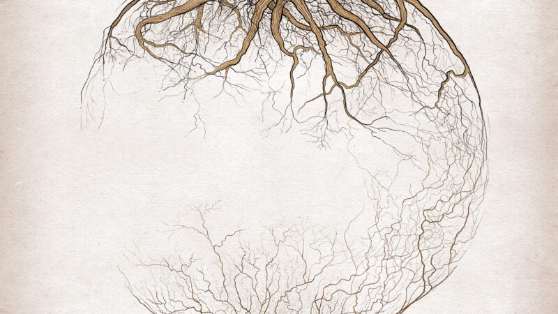 «Semillas que caen lejos de sus raíces», un documental sobre la comunidad china