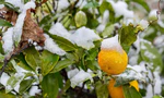 El INTA recomienda cómo mitigar los efectos de las heladas en frutas, flores y hortalizas