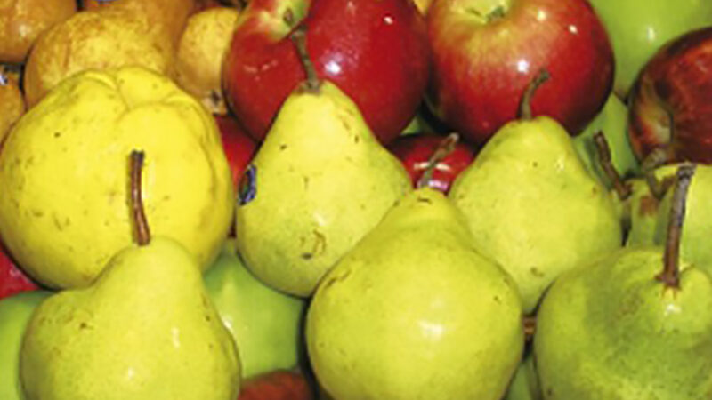 Se exportaron más de 87 mil toneladas de peras y manzanas a Brasil