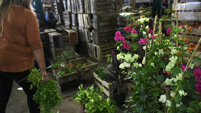 Frutas, verduras y congelados a precios muy accesibles en el Mercado Regional de La Plata