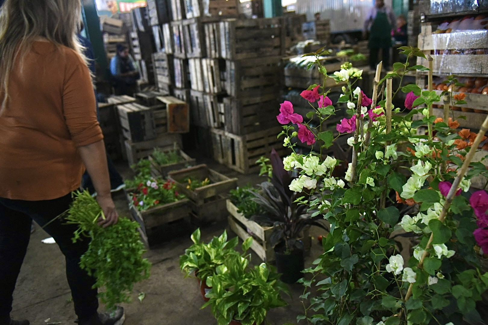 Frutas, verduras y congelados a precios muy accesibles en el Mercado Regional de La Plata