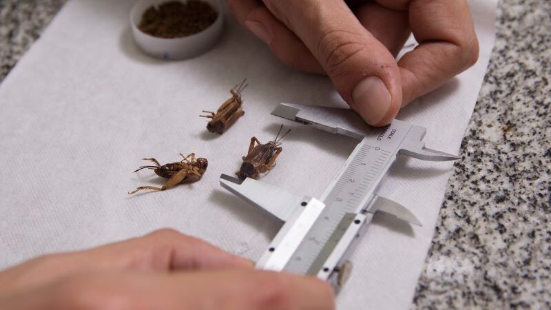 En la  UNLP desarrollaron una harina a base de grillos