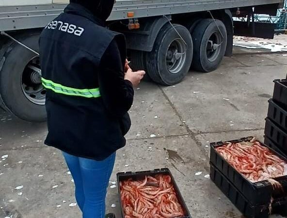 Chubut: control a más de 1,5 tn de langostinos