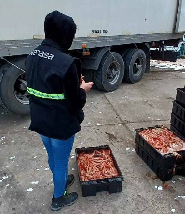 Chubut: control a más de 1,5 tn de langostinos