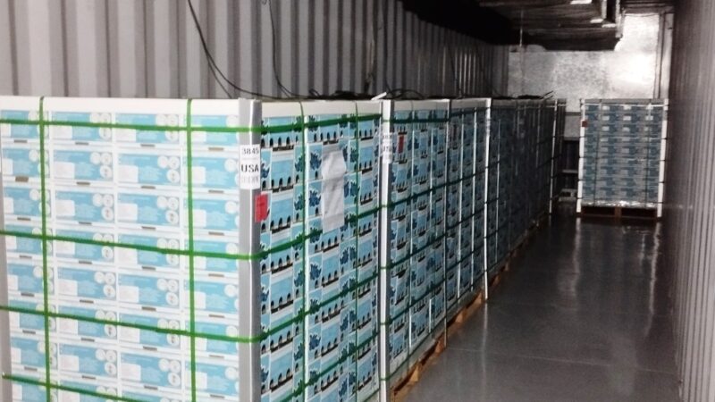Arándanos: primera exportación a EE.UU. con tratamiento cuarentenario en origen