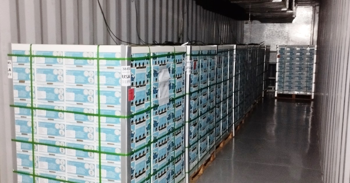 Arándanos: primera exportación a EE.UU. con tratamiento cuarentenario en origen