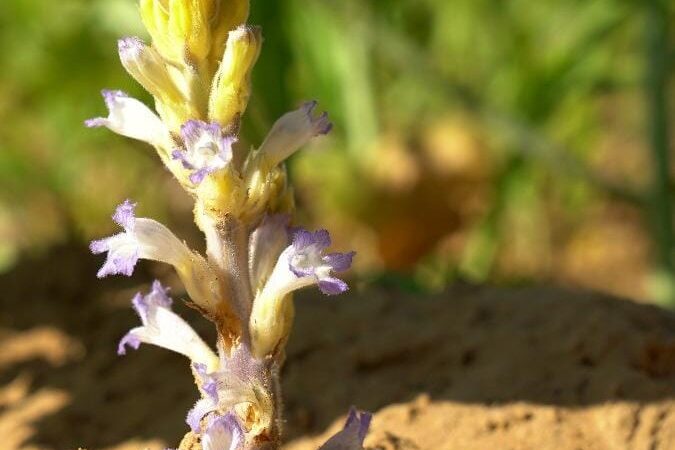 El Senasa  inició acciones para la prevención de la maleza Orobanche cumana