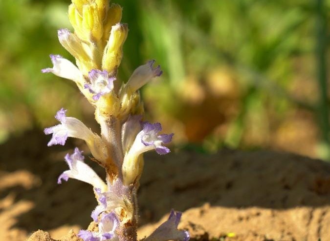 El Senasa inició acciones para la prevención de la maleza Orobanche cumana