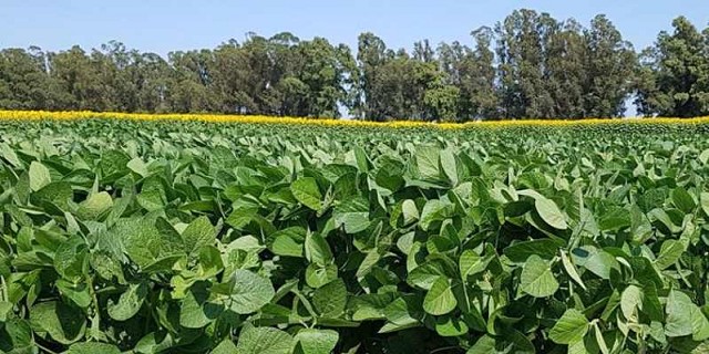 Se exportaron más de 38 millones de  toneladas de soja