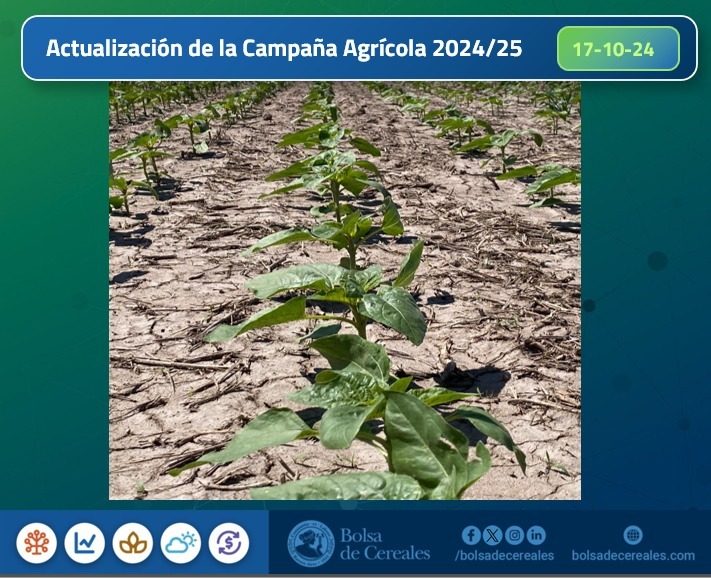 Las últimas lluvias favorecieron la siembra de maíz y girasol