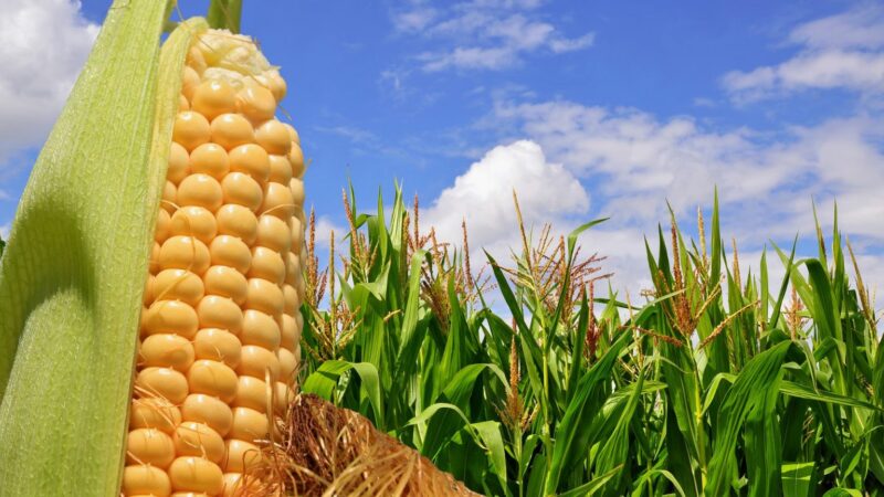 La Bolsa de Cereales de Buenos Aires informó que se exportaron más de 45 millones de toneladas de maíz