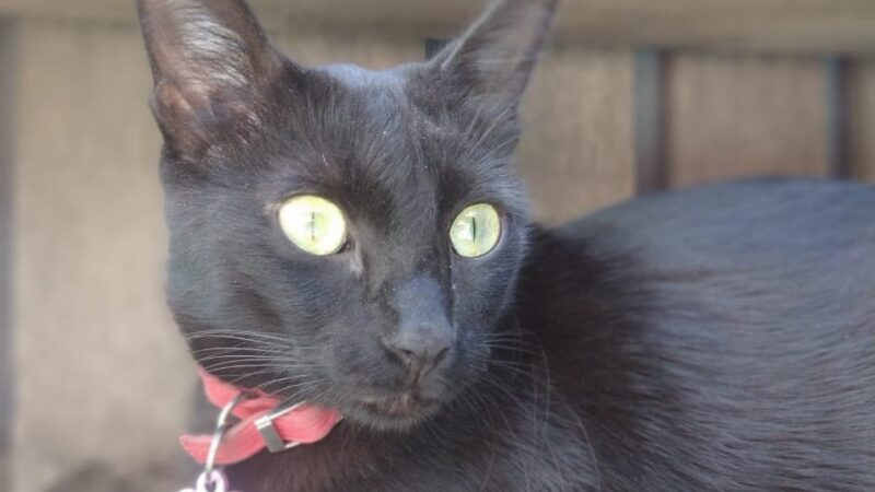 Cómo autogestionar un turno online para viajar con un perro o gato hacia el exterior