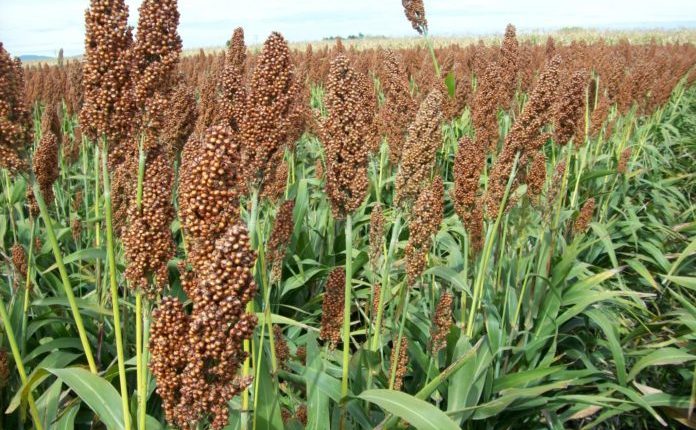 Sorgo: el área sembrada alcanzó las 950.000 hectáreas