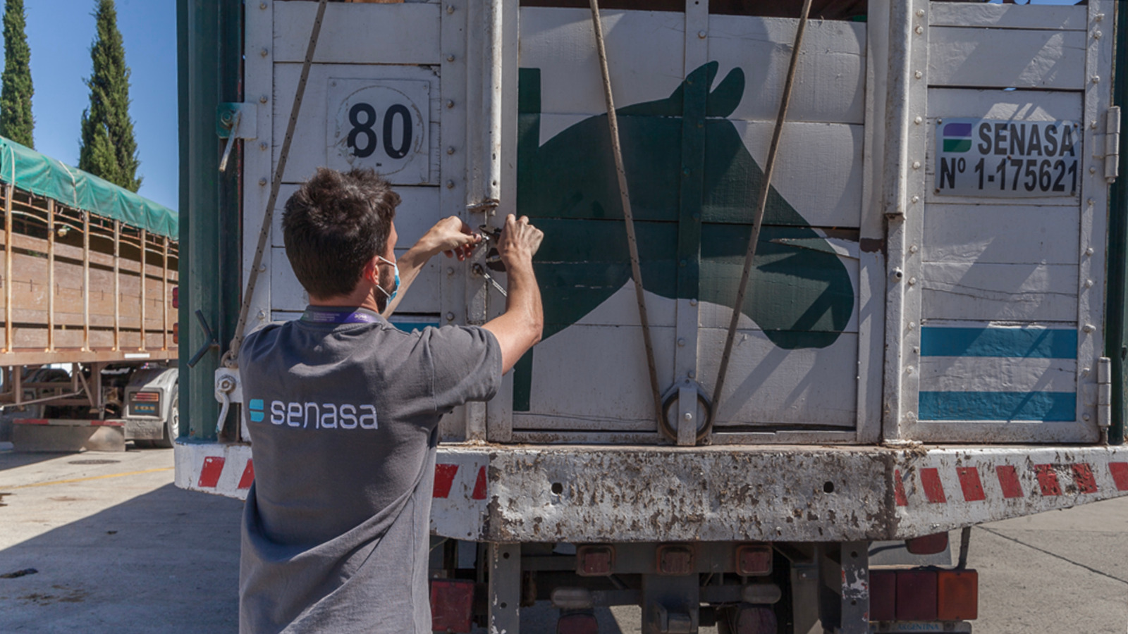 Namibia abrió su mercado para la importación de equinos en pie