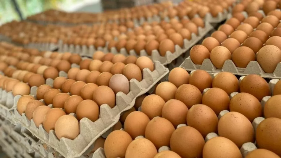 Denuncian aumento del contrabando de huevos en la zona norte del país