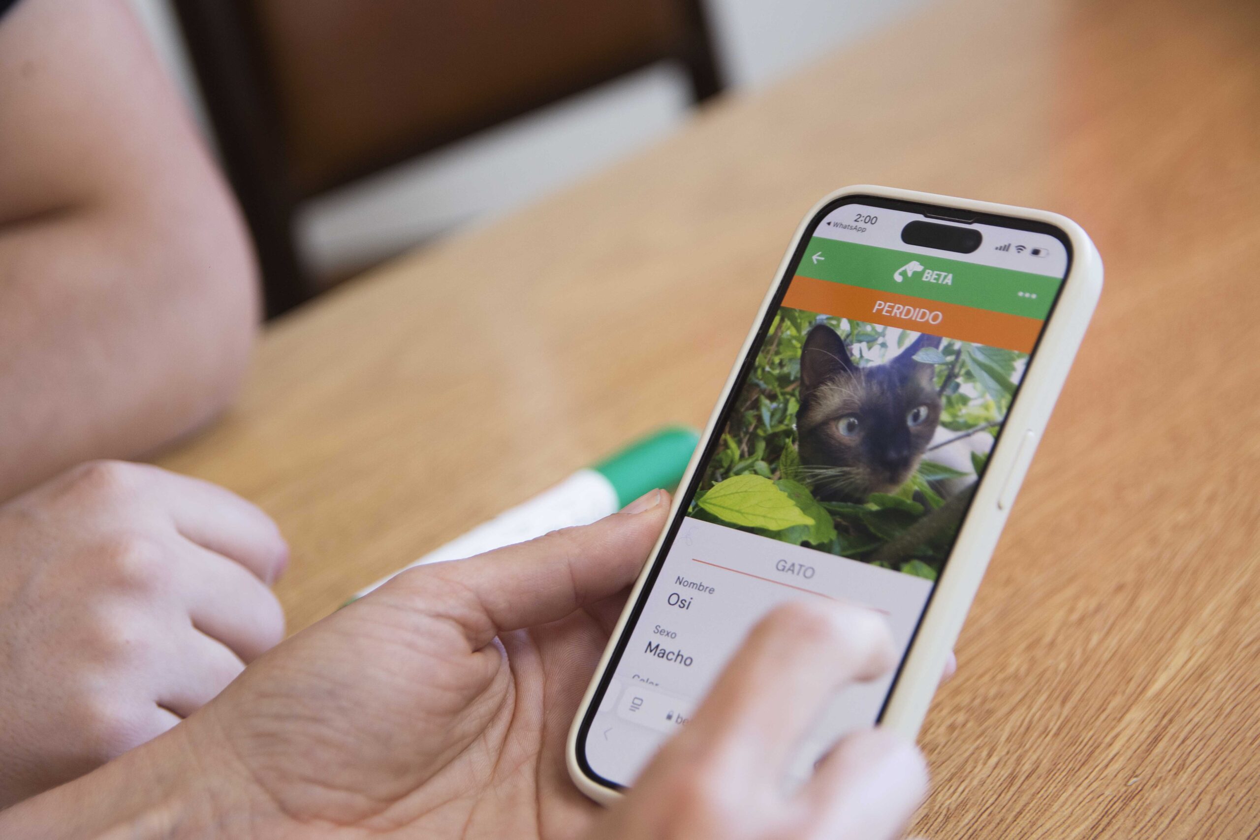 La UNLP desarrolló una web para búsqueda o adopción  de mascotas