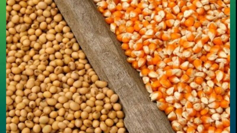 Las exportaciones alcanzarían USD 30.568 millones