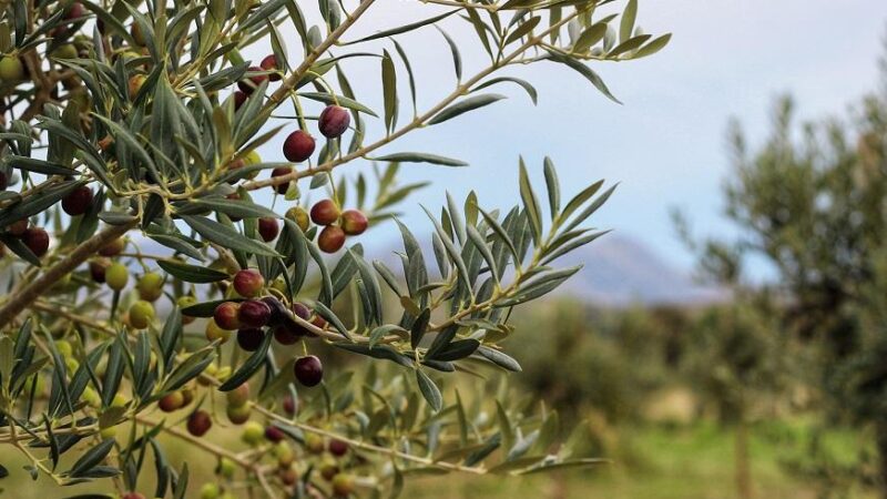 Anuncian un proyecto para crear la  Ruta del Olivo