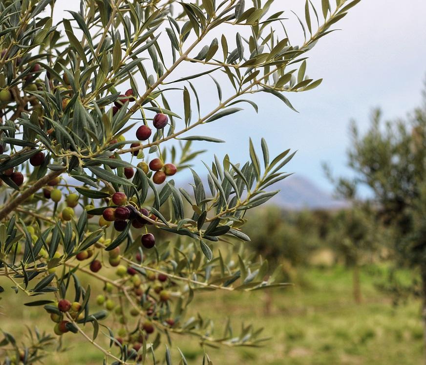 Anuncian un proyecto para crear la Ruta del Olivo