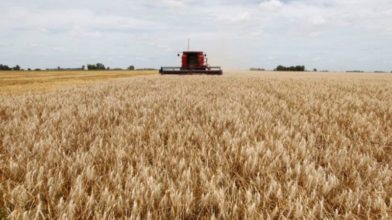 Trigo: se sembraron 6,3 millones de hectáreas, un 7 por ciento más que la campaña anterior