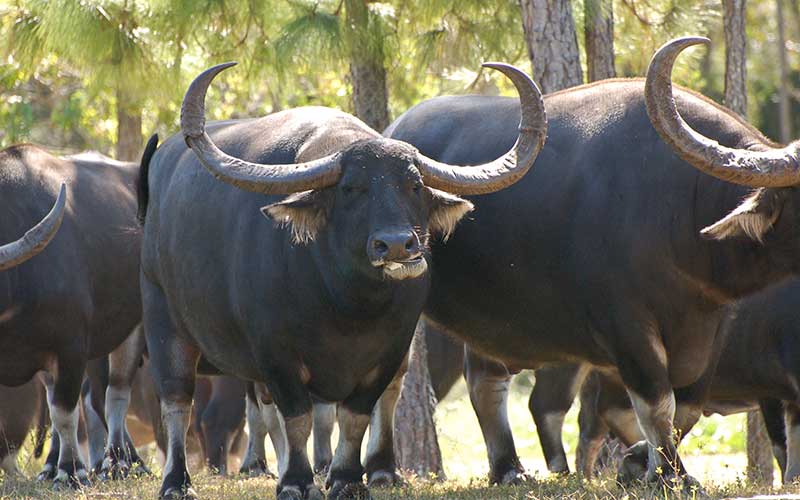 Argentina refuerza sus controles ante el foco de fiebre aftosa en Alemania