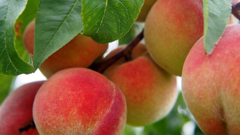 Mendoza: finalizó la emergencia fitosanitaria por Mosca de los frutos en Tupungato