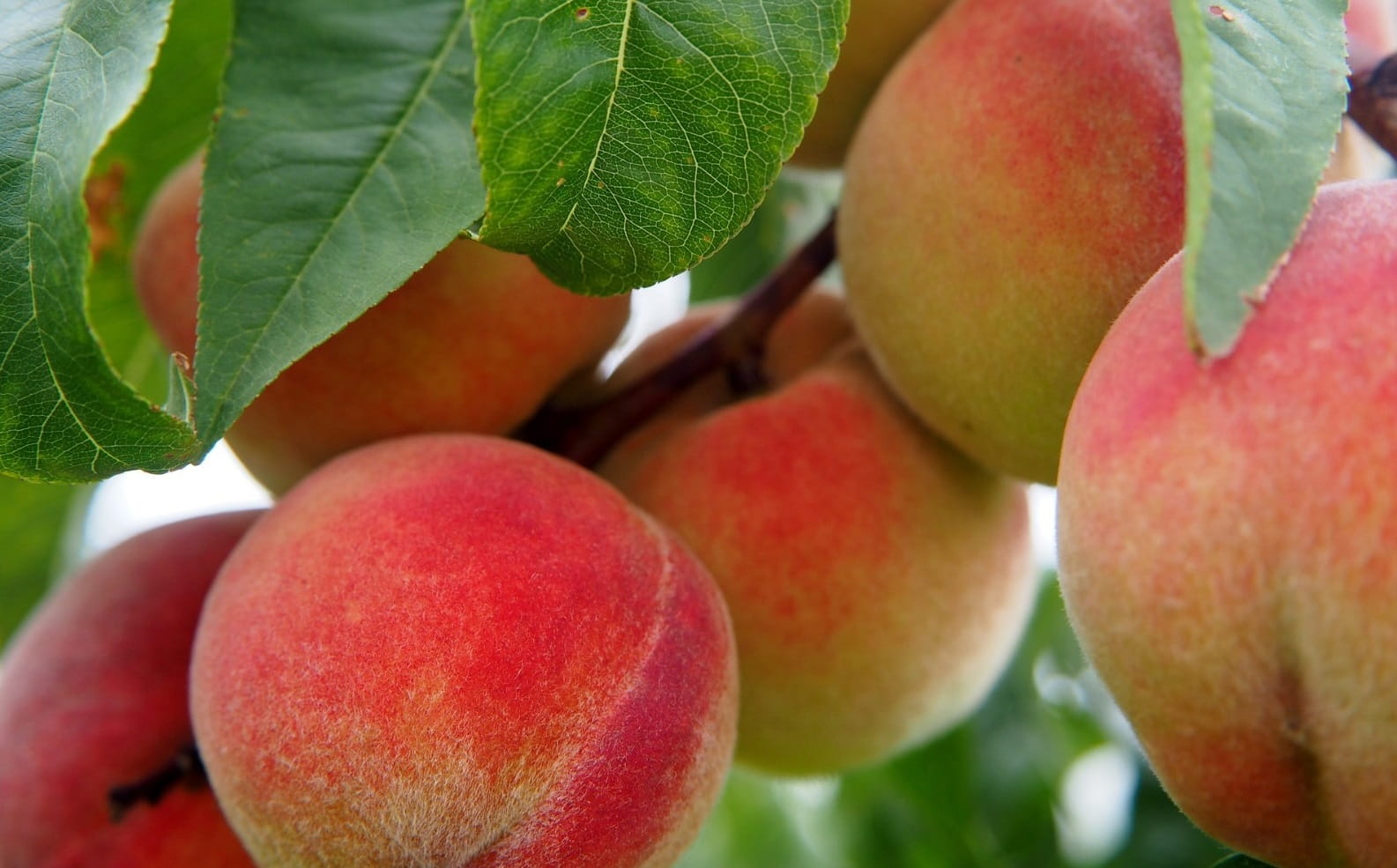 Mendoza: finalizó la emergencia fitosanitaria por Mosca de los frutos en Tupungato