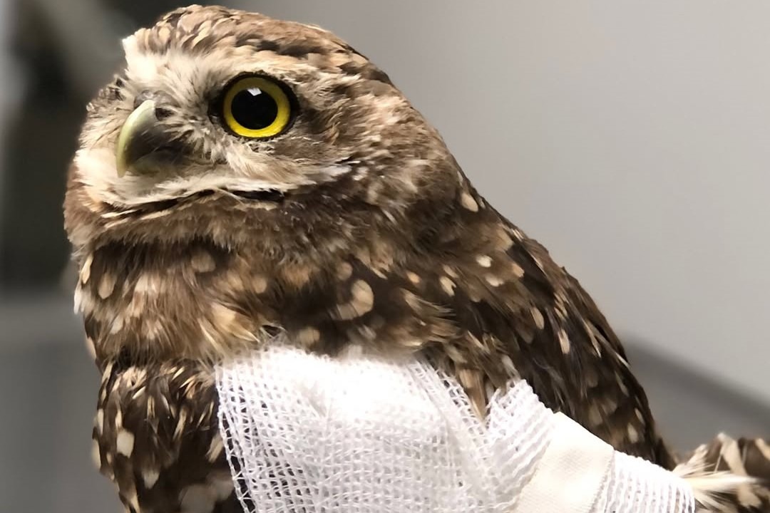 San Luis: el Centro de Conservación de Vida Silvestre y su tarea de recuperar la fauna