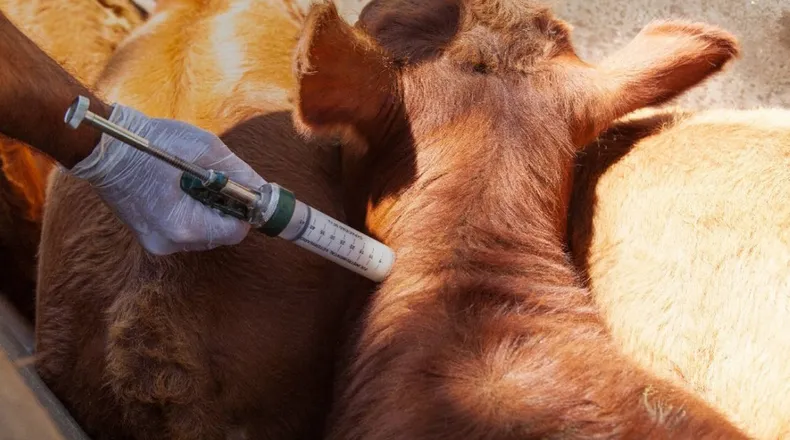 Arranca la primera campaña anual de vacunación contra la fiebre aftosa del 2025