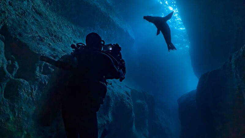 «Leones marinos de Las Galápagos» estrena en Disney+ el 22 de abril
