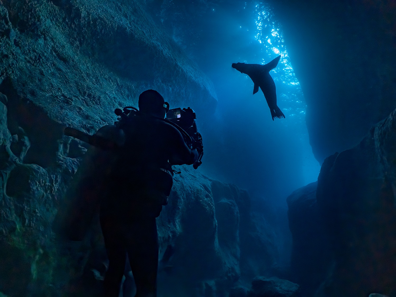 «Leones marinos de Las Galápagos» estrena en Disney+ el 22 de abril
