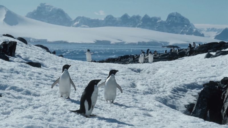 Se devela nuevo contenido de Secretos de los pingüinos, que estrena el 21 de abril en  Disney+