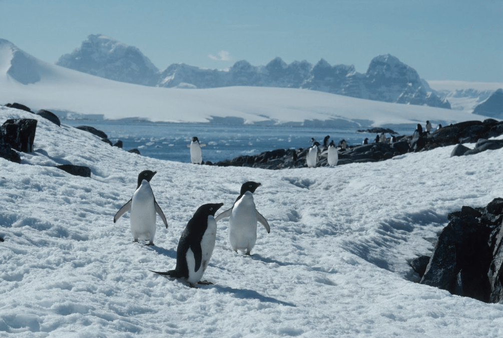 Se devela nuevo contenido de Secretos de los pingüinos, que estrena el 21 de abril en  Disney+