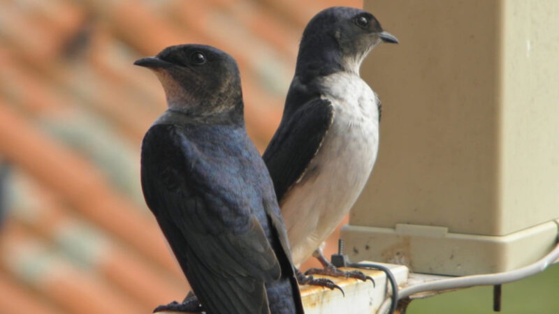 La Plata: observación de aves, visitas a la huerta y más actividades en el Parque Ecológico