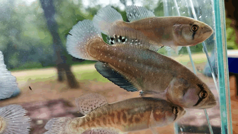 Científicos de la Universidad Nacional de La Plata participaron de la identificación de un nuevo pez killi gigante