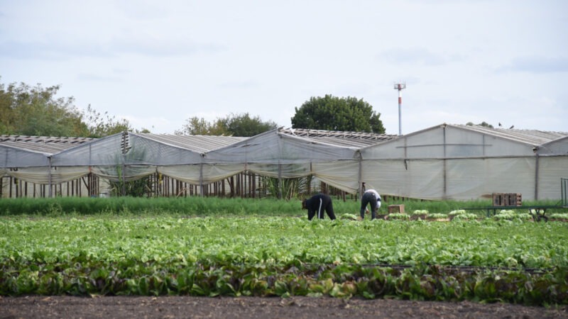 Realizarán relevamiento de productores y productoras florihortícolas de La Plata