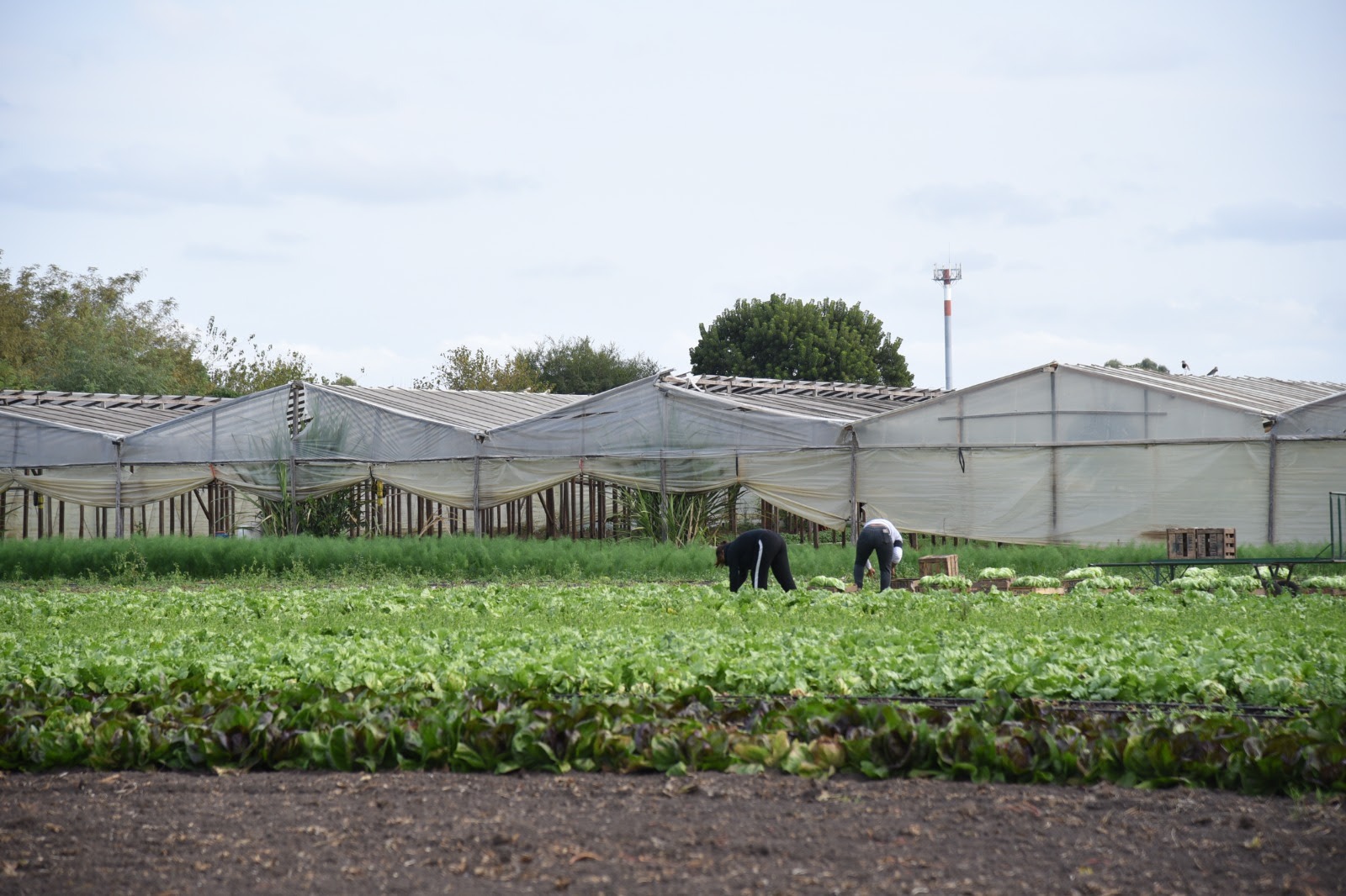 Realizarán relevamiento de productores y productoras florihortícolas de La Plata