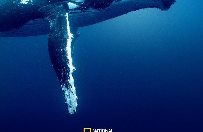 National Geographic presenta Océanos con David Attenborough el 8 de junio en Disney+