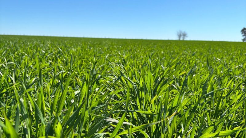 Sostenibilidad en el agro: El compromiso ambiental de los productores bonaerenses