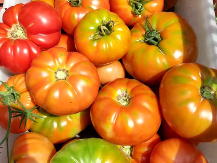 La Plat: el  relevamiento Florihortícola 2025 detectó que el cultivo más destacado es el tomate