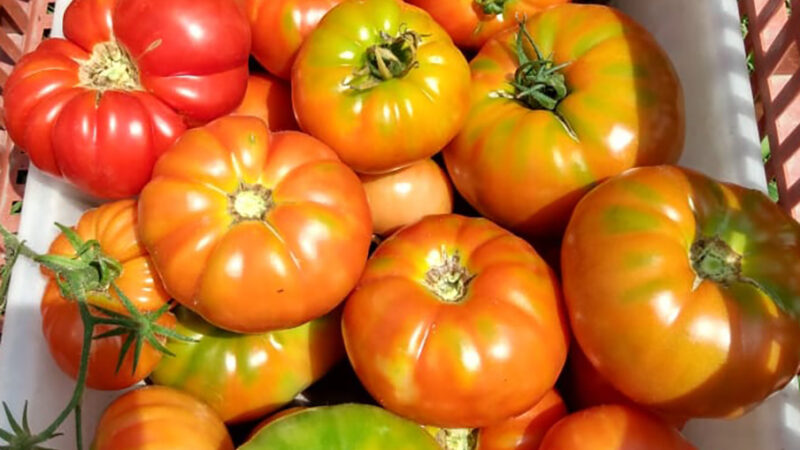 La Plat: el  relevamiento Florihortícola 2025 detectó que el cultivo más destacado es el tomate