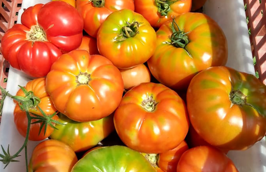 La Plat: el relevamiento Florihortícola 2025 detectó que el cultivo más destacado es el tomate