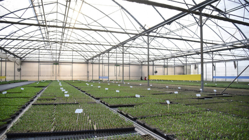 El tomate lidera la producción anual en el cordón verde de La Plata