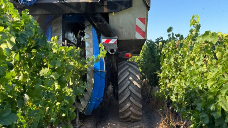 Bodegas López: un inicio de año prometedor con la Vendimia 2026 en marcha