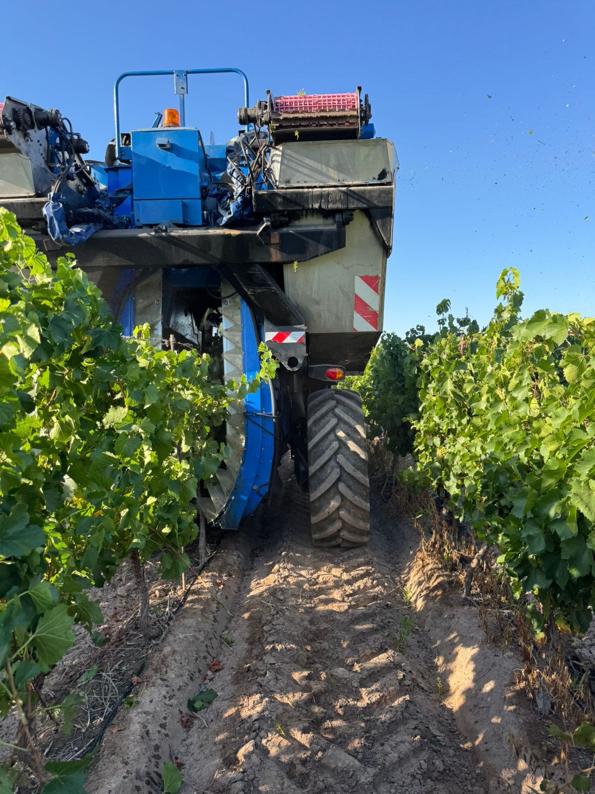 Bodegas López: un inicio de año prometedor con la Vendimia 2026 en marcha
