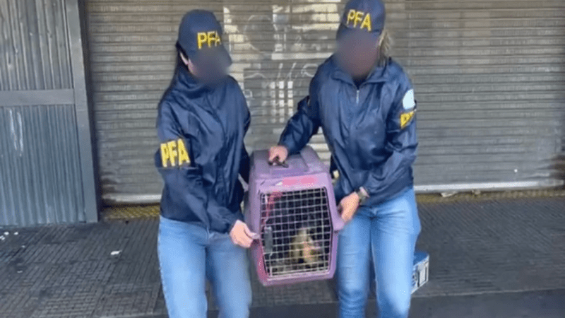 Rescate en Retiro: detienen a una mujer que trasladaba un mono caí en una caja