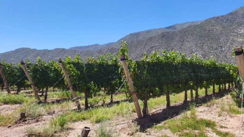 Vendimia 2026: El Banco Nación lanza créditos con tasas preferenciales para el sector vitivinícola