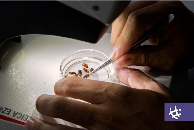 Bajo la lupa: Chicharrita del maíz, el enemigo microscópico que pone en jaque al agro