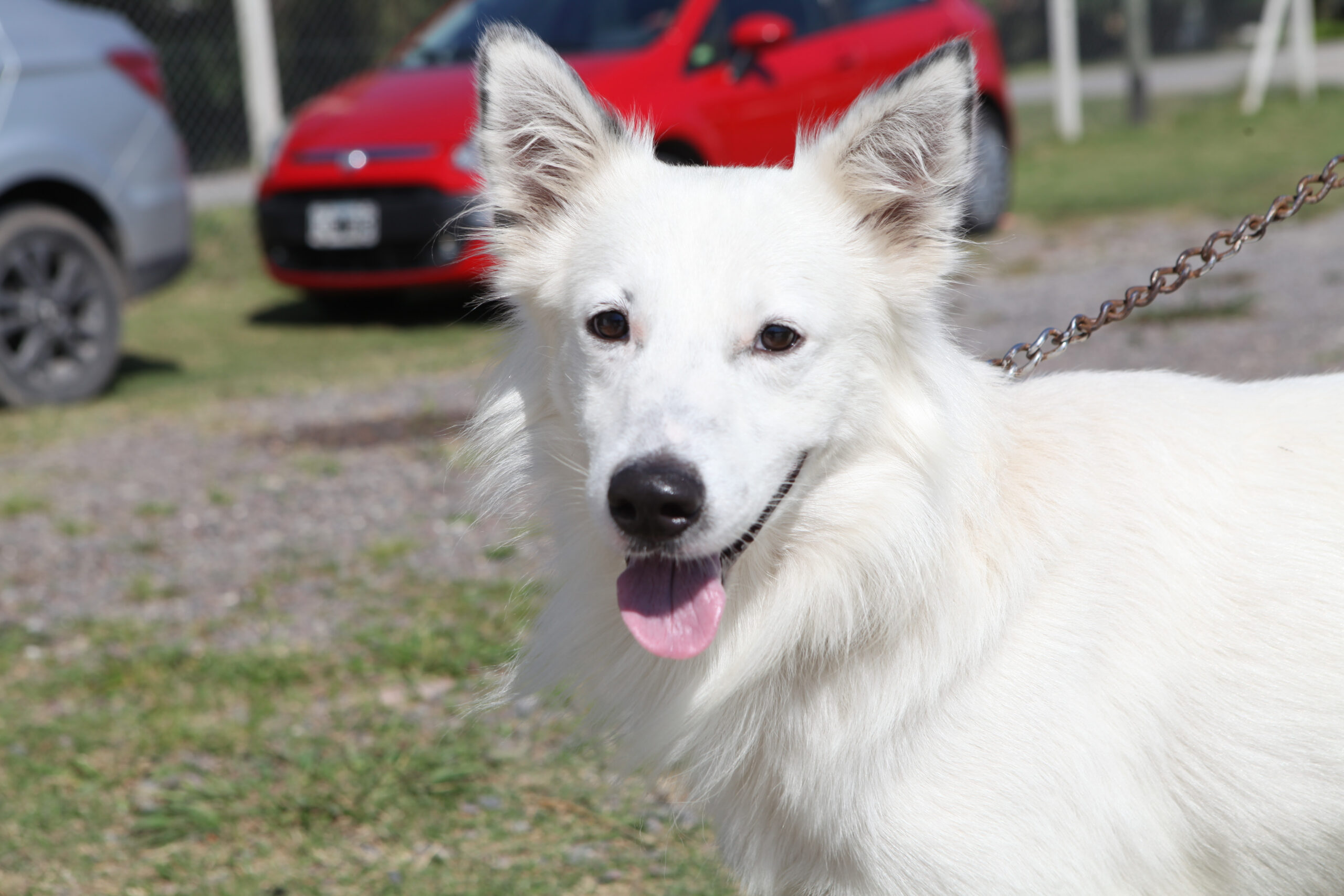 Salud Pública en City Bell: la Municipalidad de La Plata realizará jornadas veterinarias gratuitas